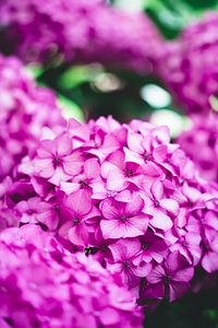 Luminous Pink Flower photo