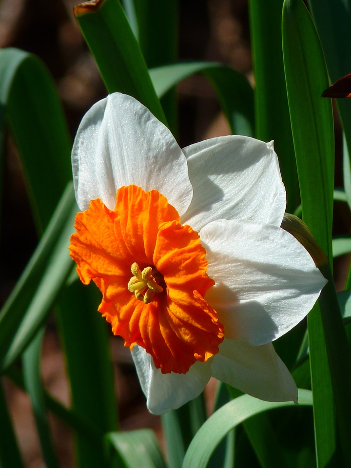 Plant blossom bloom photo