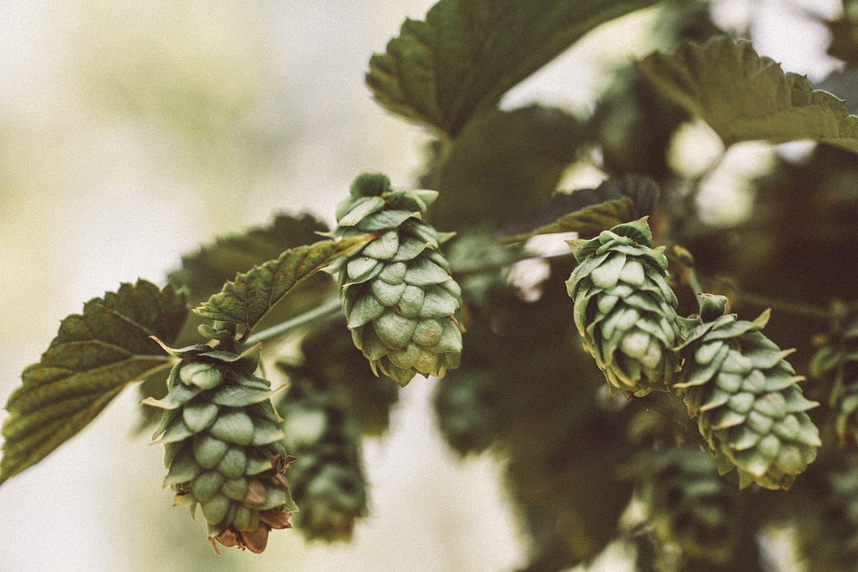 Harvest Fresh Bio Hops
