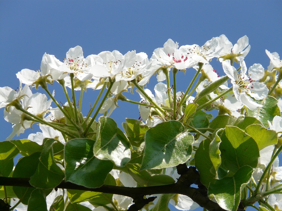 Bloom bloom white