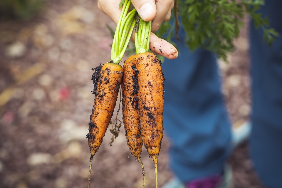 Fresh Bio Harvest Carrots
