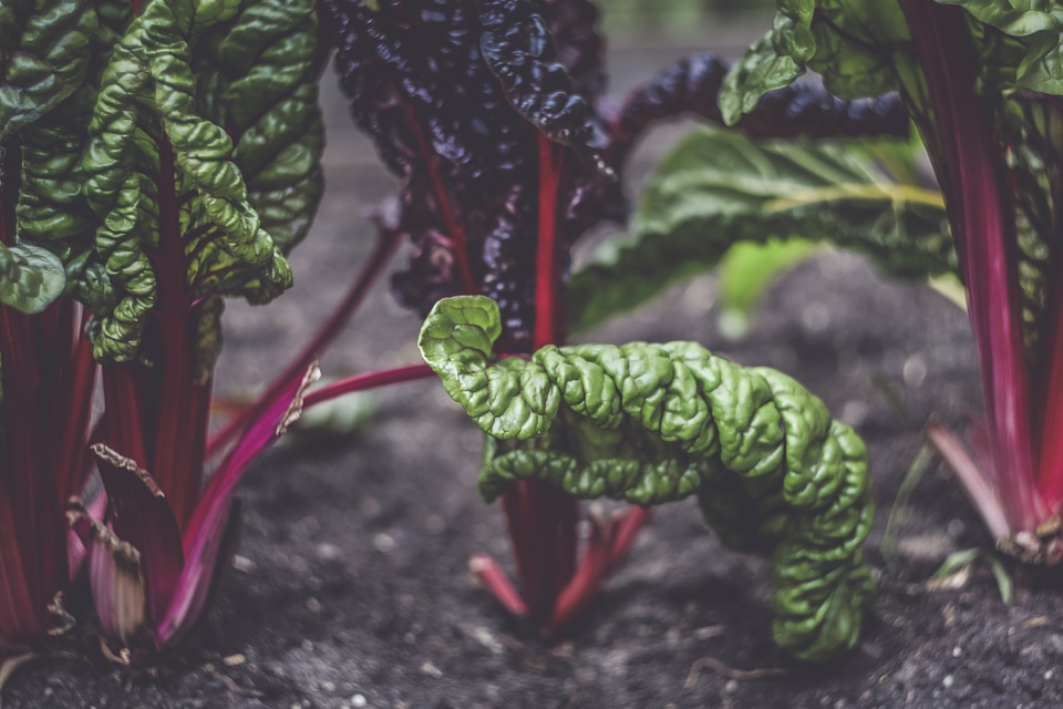 Self Supply Chard Plant