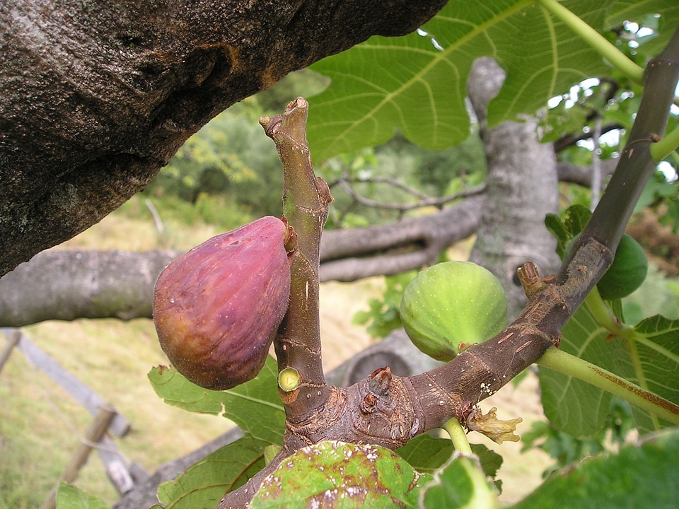 Euro dynasty fruit sweet