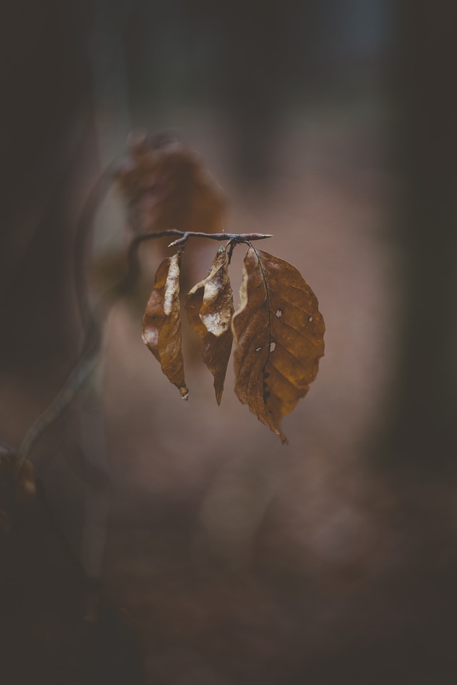 Autumn Foliage Leaves