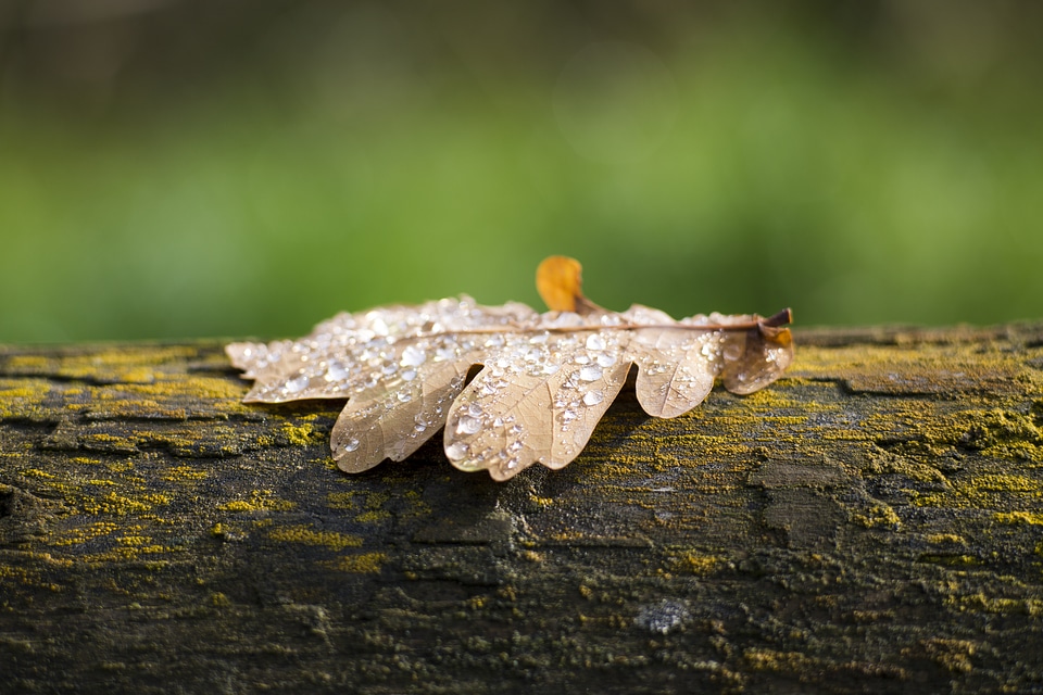 Autumn Oak Tree Leaf