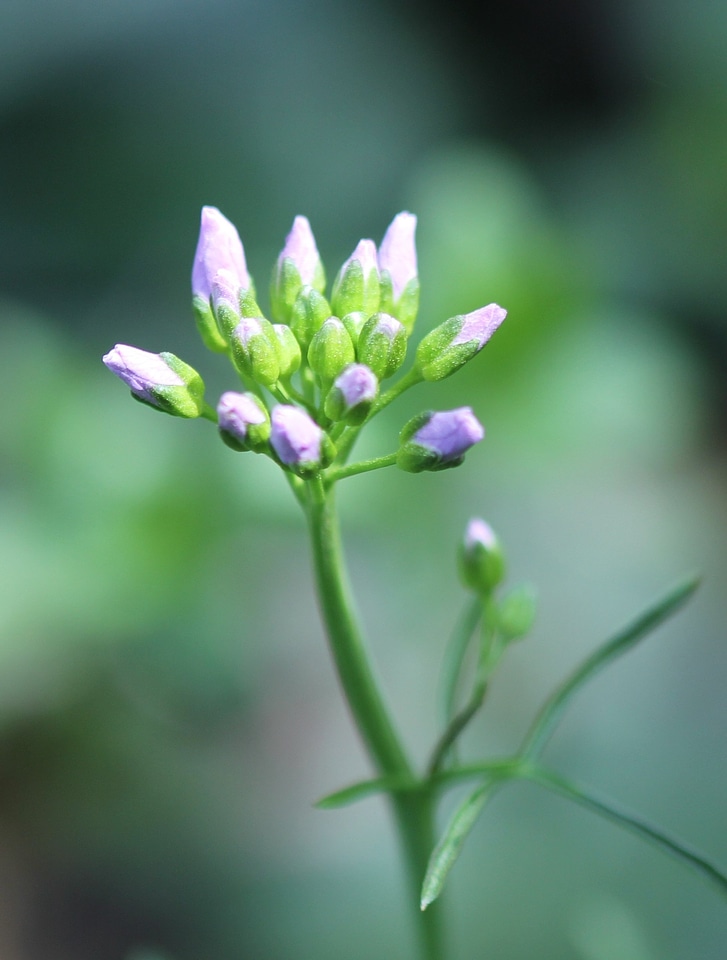 Tender slightly violet