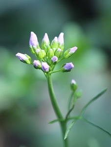 Tender slightly violet