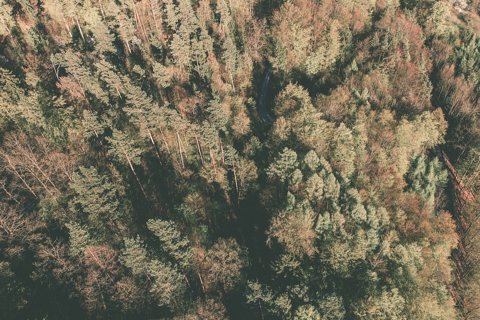 Top View Forest Trees