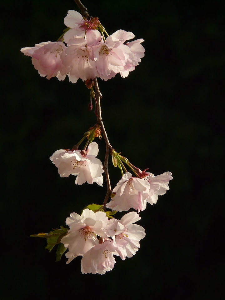 Tree japanese cherry japanese flowering cherry