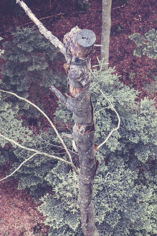Deciduous Woodland Tree Top