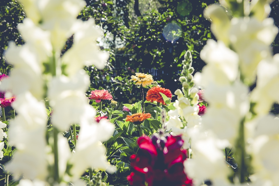 Home Garden Flower Power
