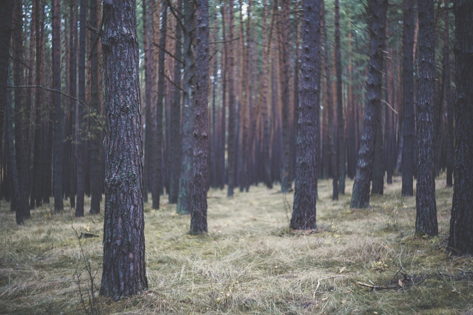 Fir Confier Tree Forest