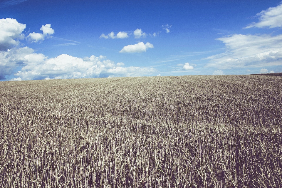 Cropland Wheat Farmland