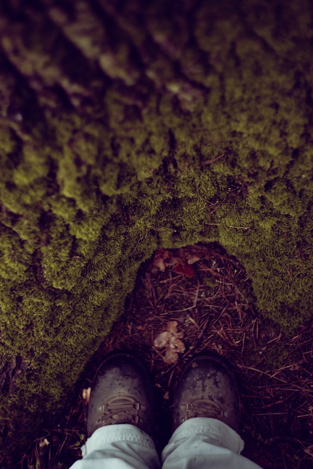 Hiking Shoes Tree Bark