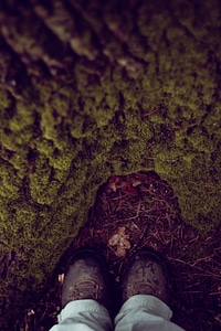 Hiking Shoes Tree Bark