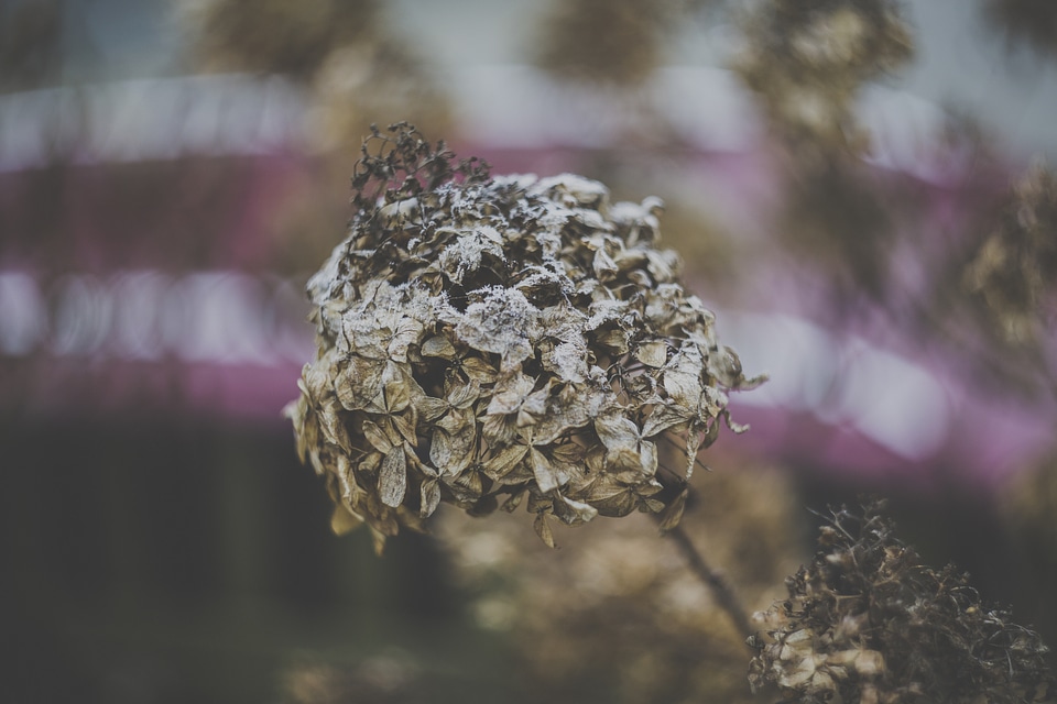 Foliage Autumn Ice Crystal