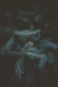 Tree Conifer Needle Fir photo