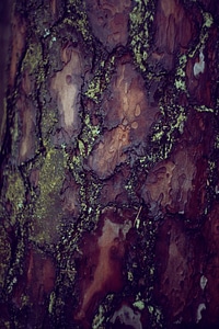 Fir Confier Tree Bark
