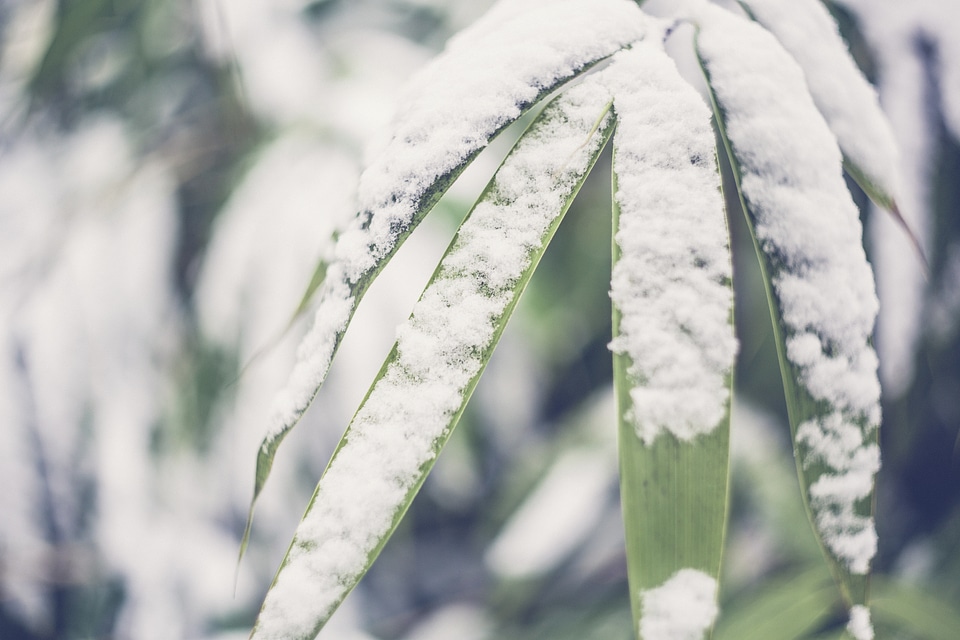 Wild Plant Ice Crystal