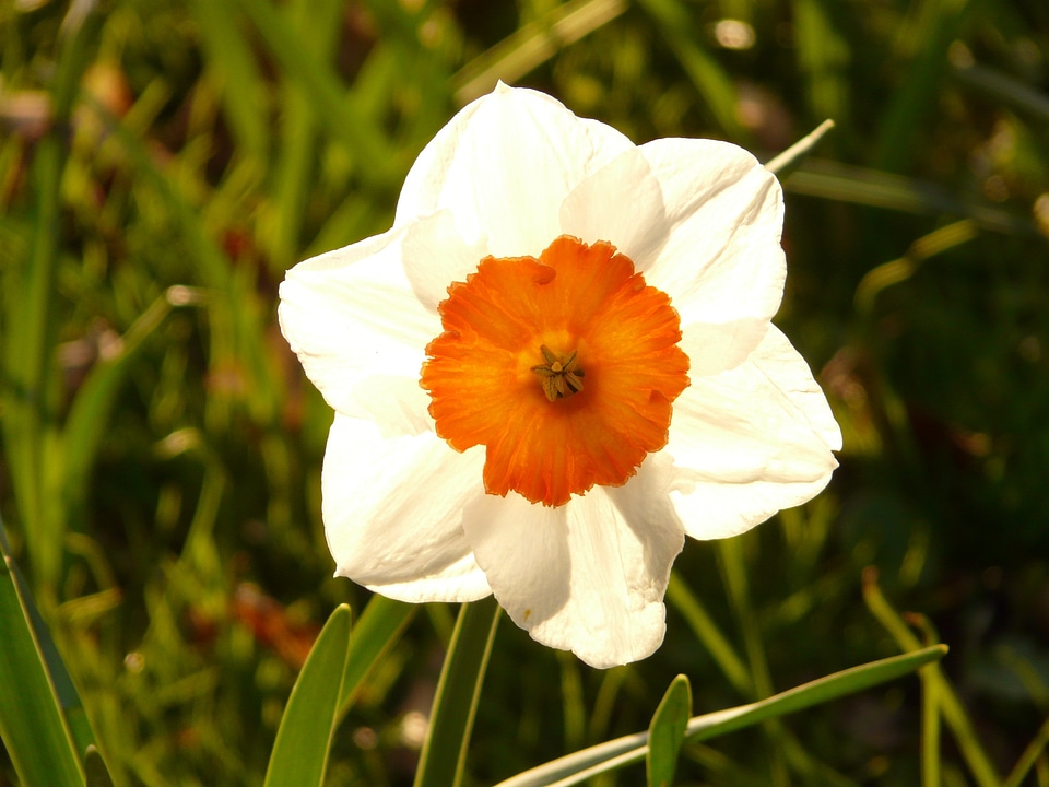 Plant blossom bloom photo