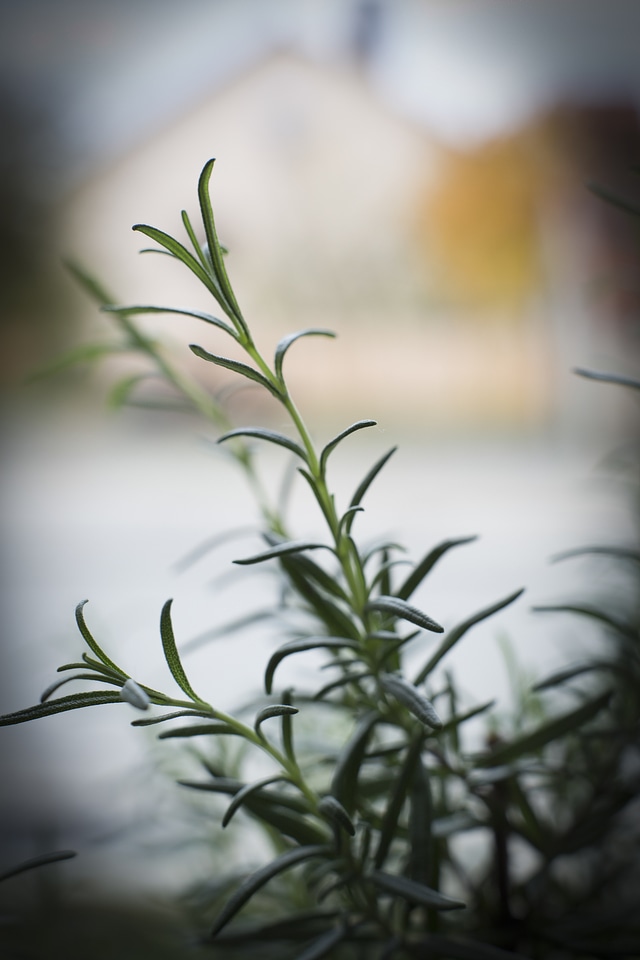 Thyme Fresh Bio Herbage