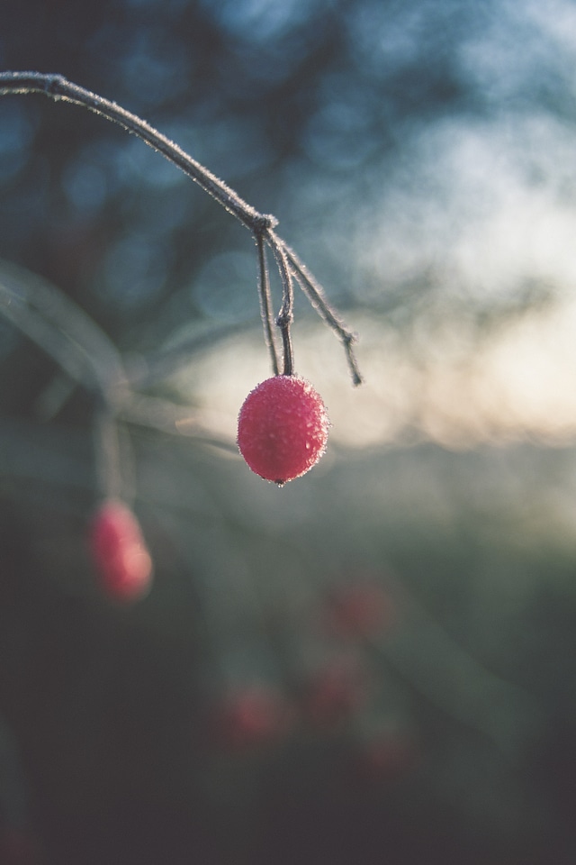 Autumn Red Wild Berry
