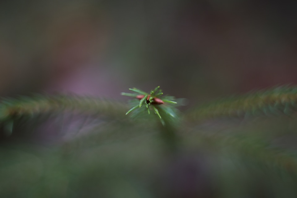 Needle Fir Tree Conifer