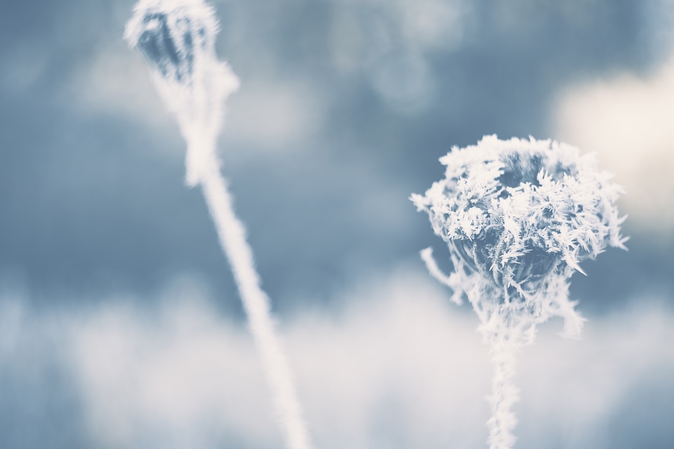 Ice Crystal Wild Plant Reed
