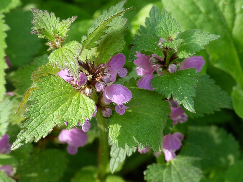 Violet spring edge of the woods