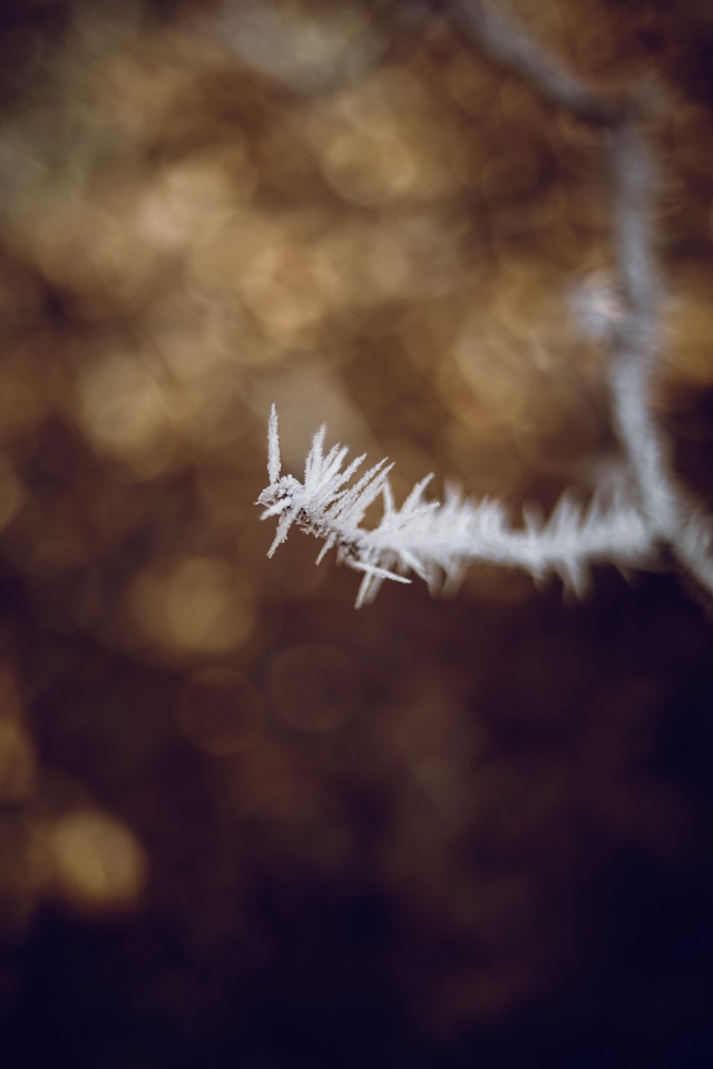 Autumn Foliage Ice Crystal