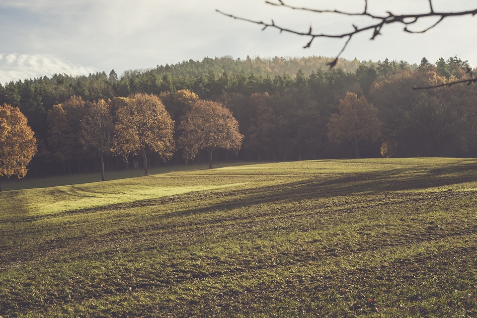 Wilderness Foliage Autumn