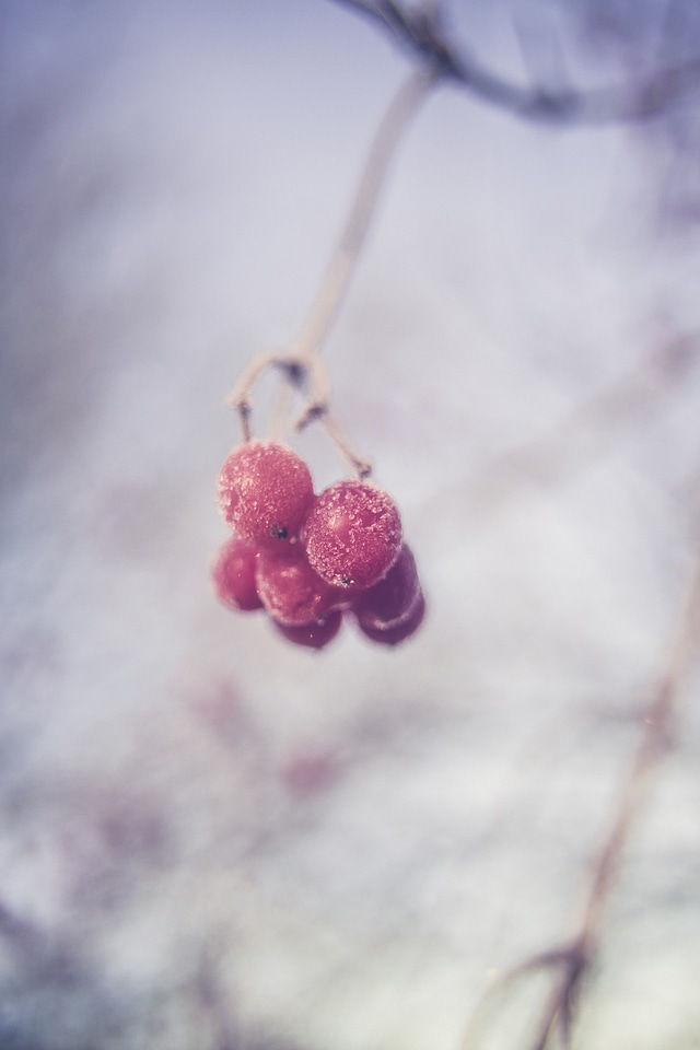 Autumn Foliage Wild Berry