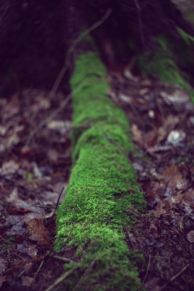 Moss Tree Trunk Dead