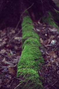 Moss Tree Trunk Dead photo
