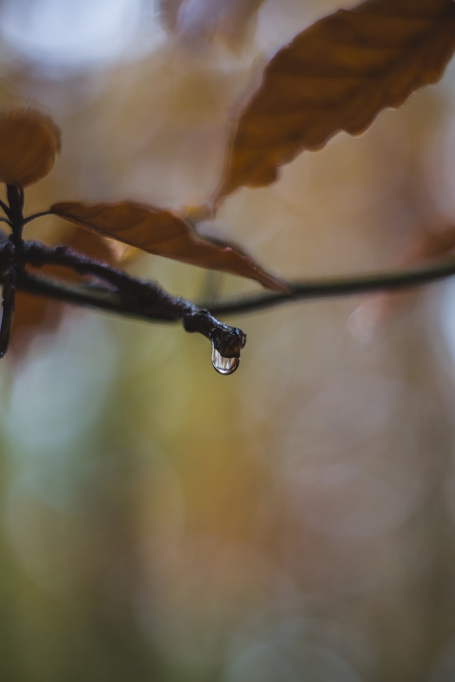 Forest Branch Autumn Drop