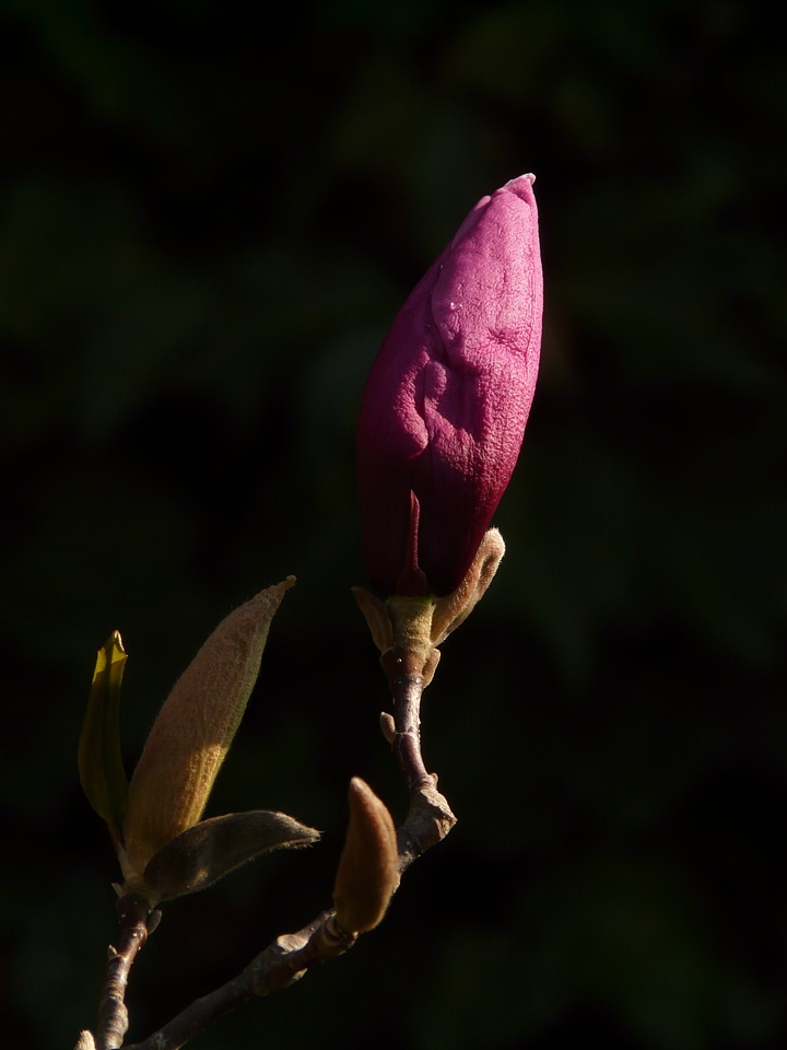 Bloom plant backlighting
