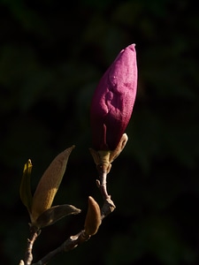 Bloom plant backlighting