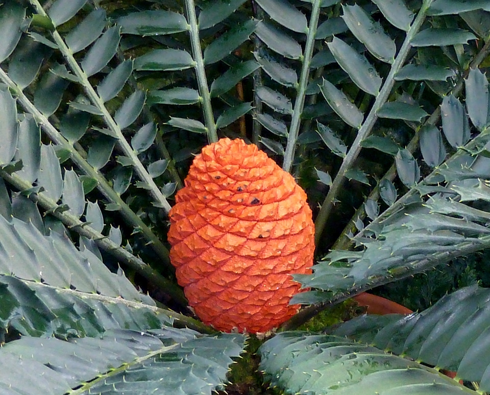 Nature exotic plant