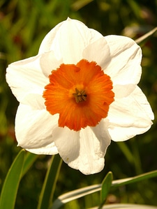 Plant blossom bloom photo