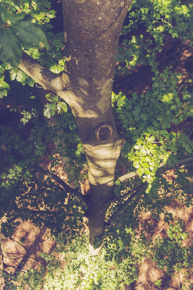 Deciduous Woodland Tree Top