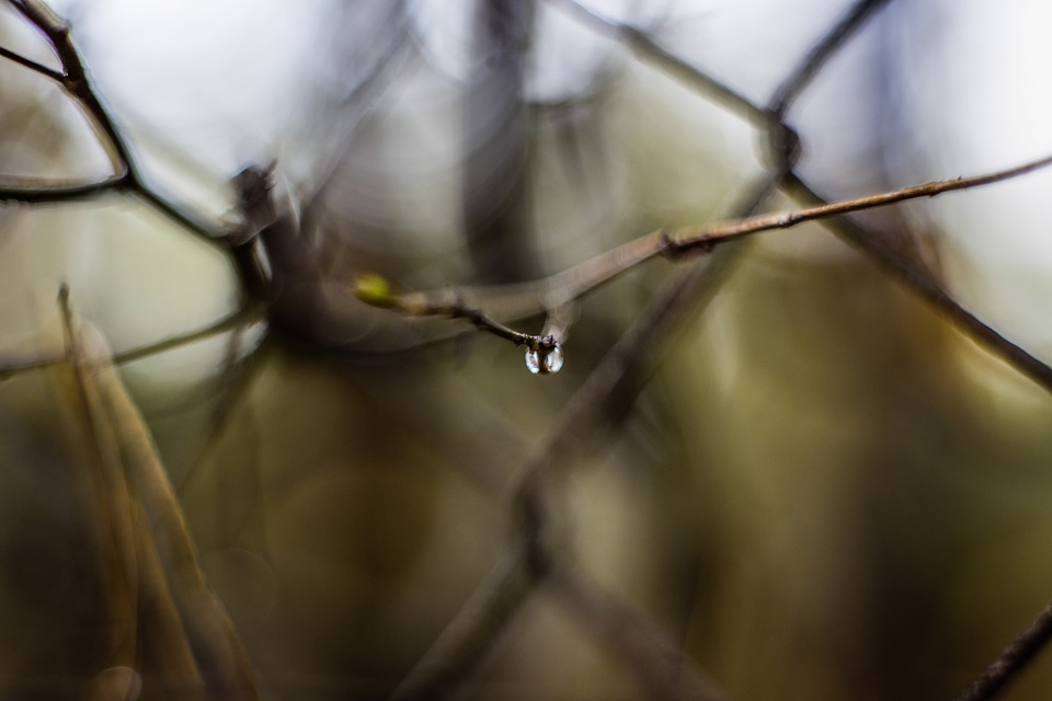 Autumn Forest Branch Drop