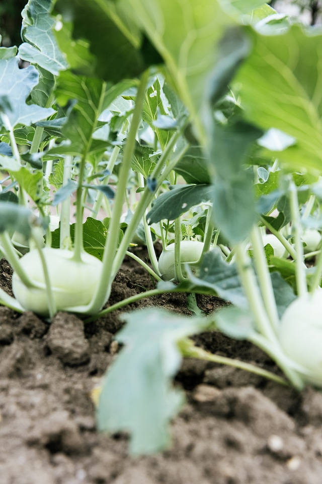 Fresh Bio Stem Turnip Cabbage