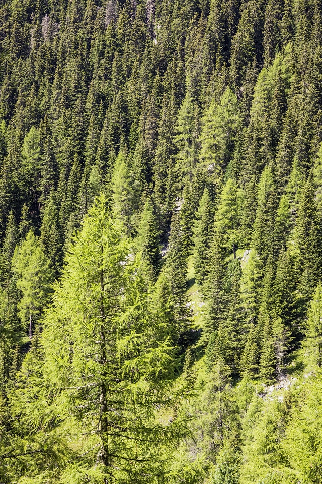 Forest Upper Pusteria Valley