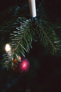Christmasy Eve Ball Fir Tree photo
