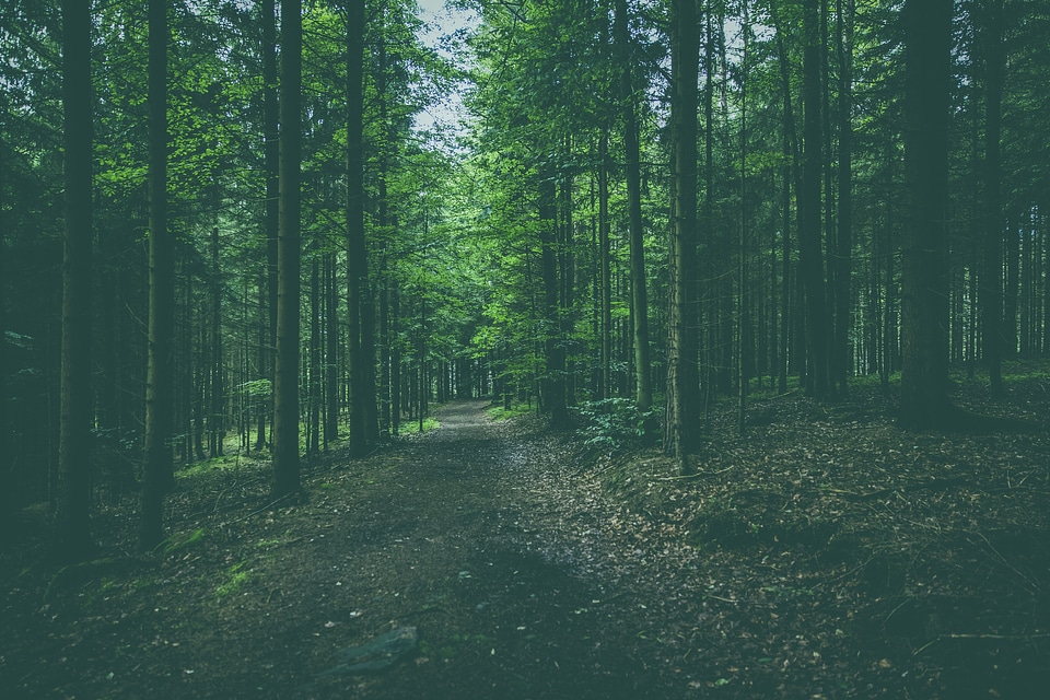Bavaria Forest Hiking Track