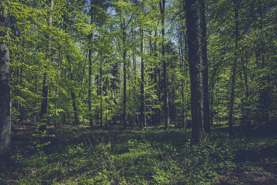Forest Hiking Track
