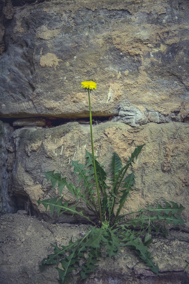 Stand Alone Dandelion Wall