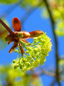 Nature early bloomer light green