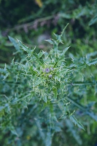 Wild Plant Mountain
