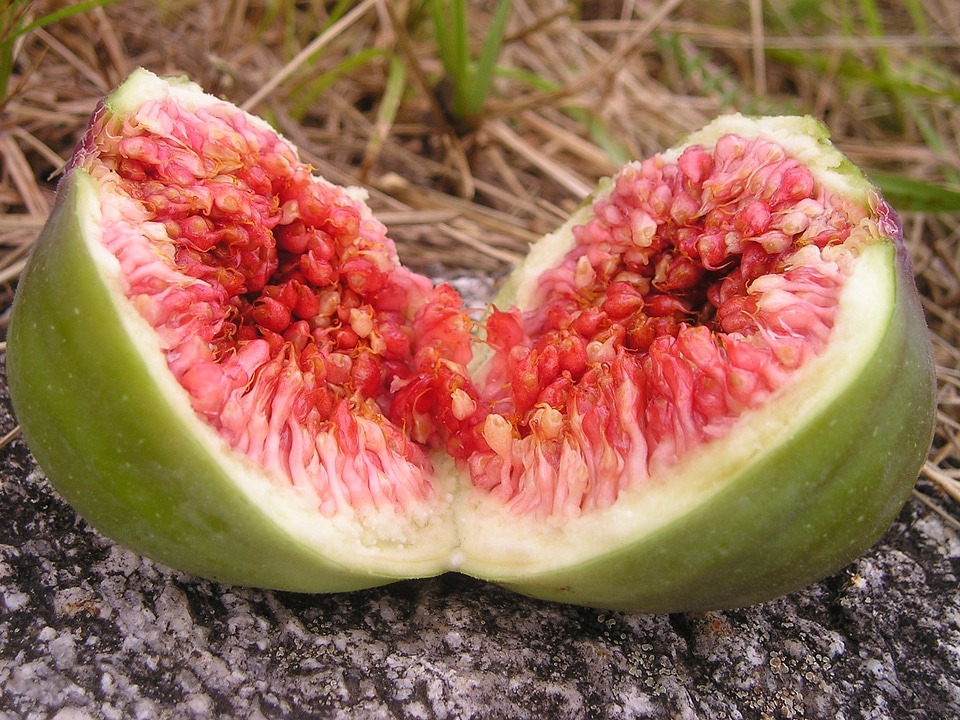 Euro dynasty fruit sweet